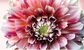 Dalia logo