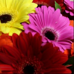 9gerbera