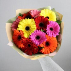 9gerbera